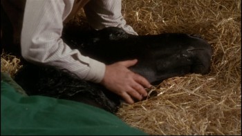 Black Beauty (1994) download