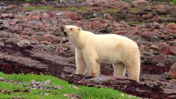 Polar Bears: A Summer Odyssey (2012) download