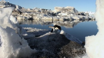 Antarctica: A Year on Ice (2013) download