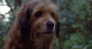 Benji the Hunted (1987) download