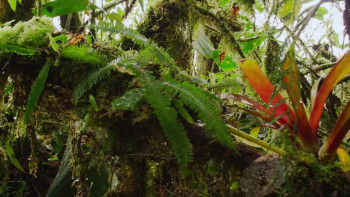 Colombia: Wild Magic (2015) download