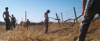 Cool Hand Luke (1967) download