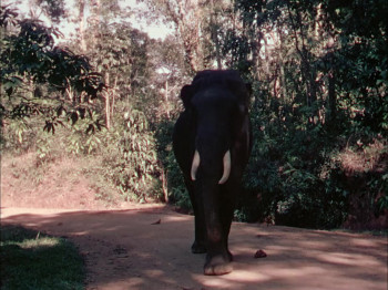 Elephant Walk (1954) download