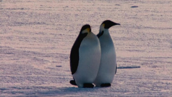 Farce of the Penguins (2006) download