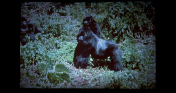 Gorillas in the Mist (1988) download