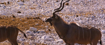 Namibia: The Spirit of Wilderness (2016) download