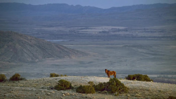 Nature American Horses (2022) download