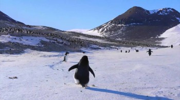 Penguins (2019) download