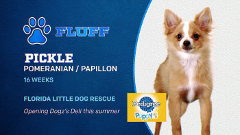 Puppy Bowl XIX (2023) download